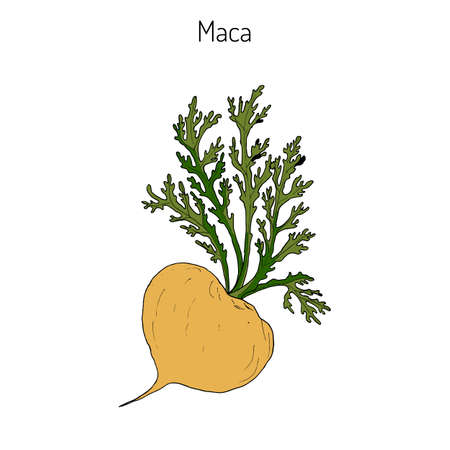 Maca (Lepidium meyenii) peruvian superfood. Hand drawn botanical vector illustrationのイラスト素材