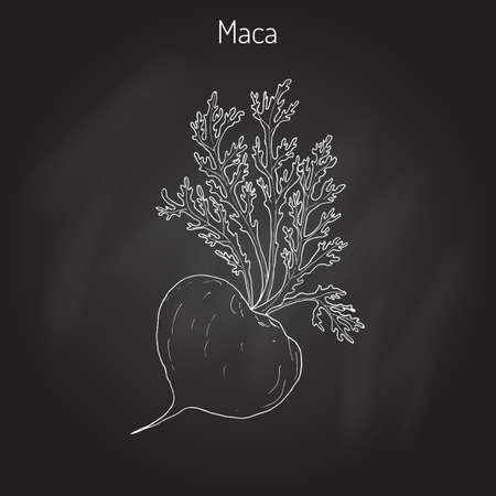 Maca (Lepidium meyenii) peruvian superfood. Hand drawn botanical vector illustrationのイラスト素材