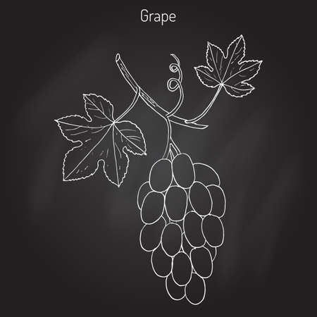 Vitis vinifera, common grape vine. Hand drawn botanical vector illustrationのイラスト素材