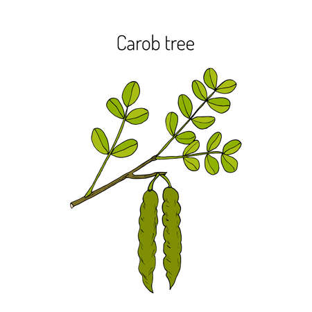 Carob (?eratonia siliqua), or carob tree, St John's-bread, locust bean. Hand drawn botanical vector illustrationのイラスト素材