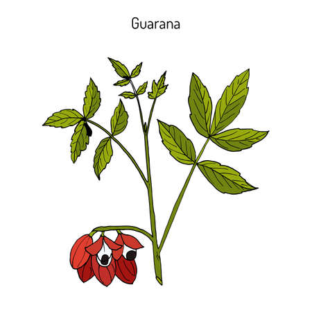 Guarana (Paullinia cupana) branch with fruit and leaves. Hand drawn botanical.のイラスト素材