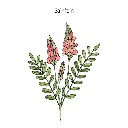 Common sainfoin (Onobrychis viciifolia or  Onobrychis sativa). Hand drawn botanical.のイラスト素材