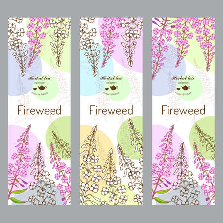 Herbal tea collection. Fireweed banner set. Hand drawn vector illustrationのイラスト素材