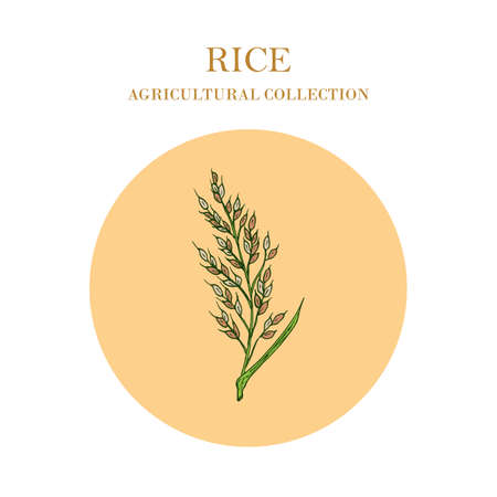 Rice plant, hand drawn cereal. Agricultural crops. Vector illustrationのイラスト素材