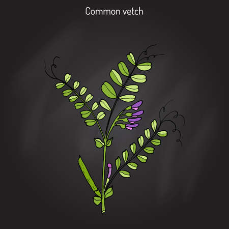 The vetch (vicia sativa), or  common vetch, garden vetch, tare in black background.のイラスト素材