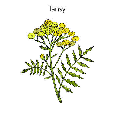Hand drawn Tansy (Tanacetum vulgare), or common tansy, bitter buttons, cow bitter, or golden buttons.のイラスト素材