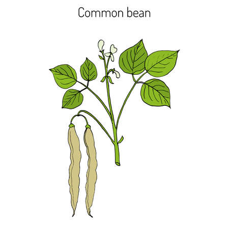 Common bean (Phaseolus vulgaris), or  string bean, field bean, flageolet bean, French bean, garden bean, green bean, haricot bean, pop bean, snap bean colored hand drawing.のイラスト素材