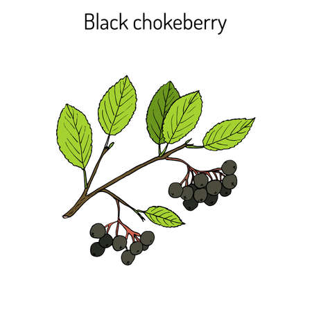 Black chokeberry (Aronia melanocarpa), medicinal plant. Hand drawn on white background.のイラスト素材