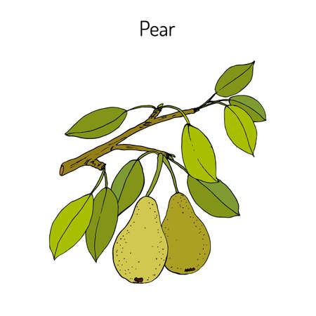 Pear branch with fruit (pyrus communis), or european pear. Colored hand drawn on white background.のイラスト素材