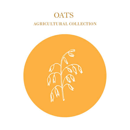 Hand drawn oats ears sketch. Agricultural collection.のイラスト素材