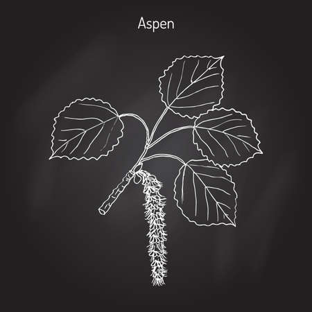 Aspen (Populus tremula), or common aspen, Eurasian aspen, European aspen, quaking aspen. Hand drawn botanical vector illustrationのイラスト素材