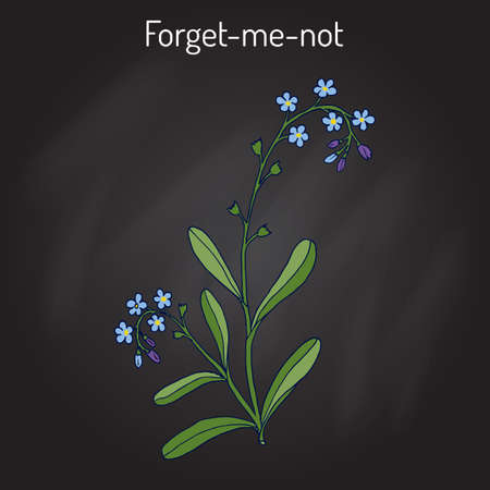 Forget-me-not (Myosotis arvensis). Hand drawn botanical vector illustrationのイラスト素材