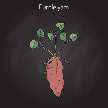 Purple yam (Dioscorea alata), a tuberous root vegetable. Hand drawn botanical vector illustrationのイラスト素材