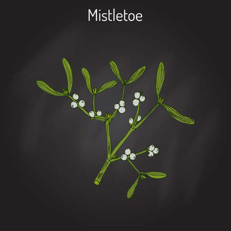 White mistletoe (Viscum album) or European mistletoe or common mistletoe. Hand drawn botanical vector illustrationのイラスト素材