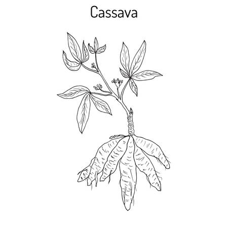 Cassava (Manihot esculenta), or Brazilian arrowroot, manioc, tapioca, plant with leaves and tubers. Hand drawn botanical vector illustrationのイラスト素材
