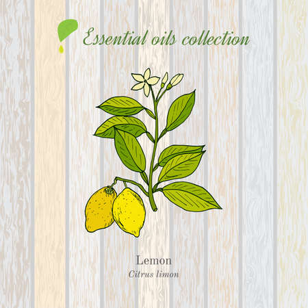 Pure essential oil collection, lemon. Wooden texture background. Vector illustrationのイラスト素材
