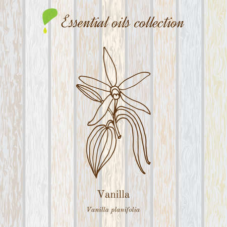 vanilla, essential oil label, aromatic plantのイラスト素材