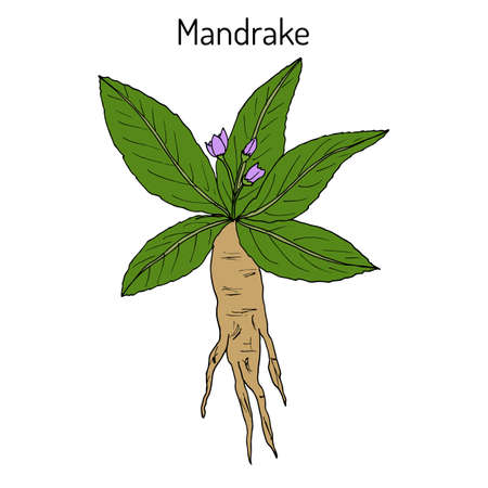 Mandrake root or Mandragora officinarumのイラスト素材