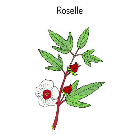 Roselle (Hibiscus sabdariffa), or carcadeのイラスト素材
