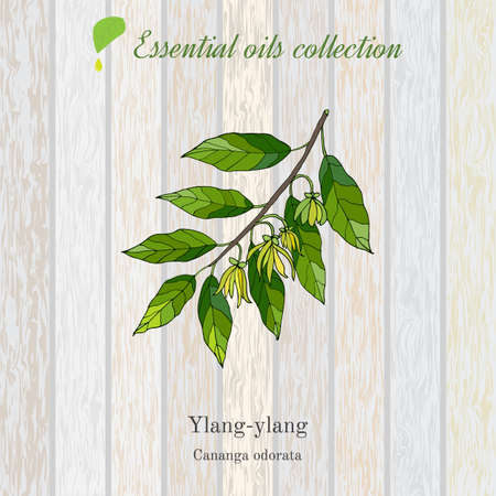 Ylang-ylang essential oil label. Vector illustrationのイラスト素材