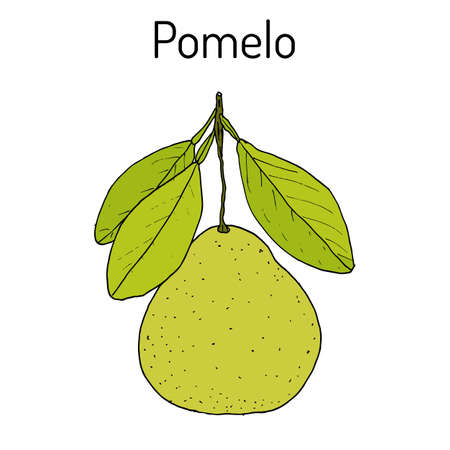 Pomelo (Citrus maxima), or pamplemousse, jabong, shaddock - citrus fruitのイラスト素材