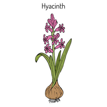 Hyacinth Hyacinthus orientalis , flowering plant.のイラスト素材