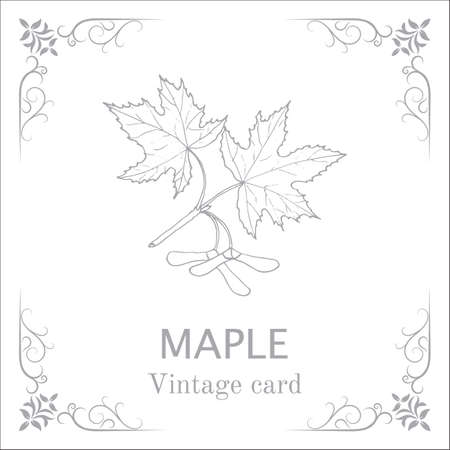 Maple branch with leaves and seeds. Vintage cardのイラスト素材