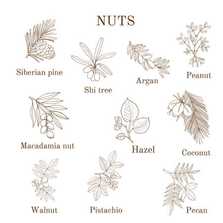 Collection of different nut branchesのイラスト素材