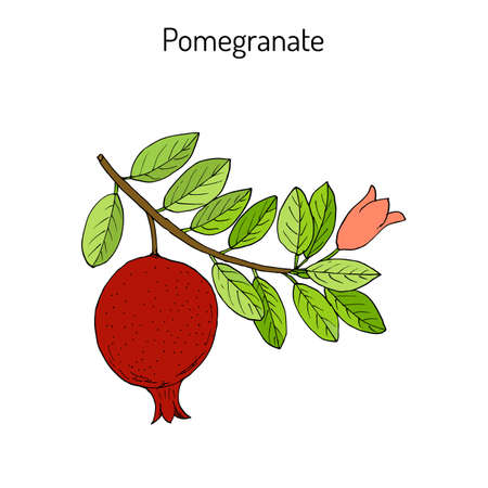 Pomegranate Punica granatum branch with fruit and leavesのイラスト素材