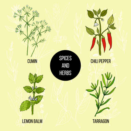 Hand drawn set of culinary herbs and spicesのイラスト素材