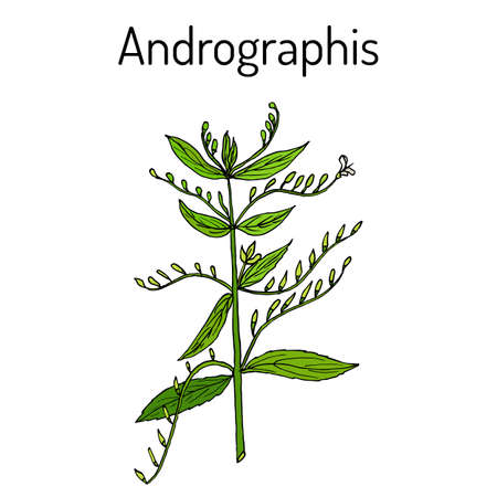 Andrographis paniculata, or king of bitters, ayurvedic herbのイラスト素材