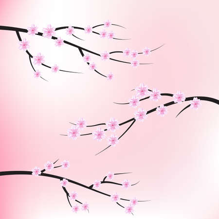 Sakura blossom flowers background.のイラスト素材