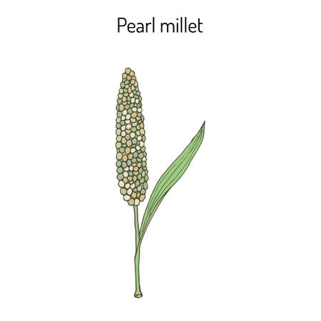 Pearl millet Pennisetum glaucum , cereal crop. Hand drawn botanical vector illustrationのイラスト素材