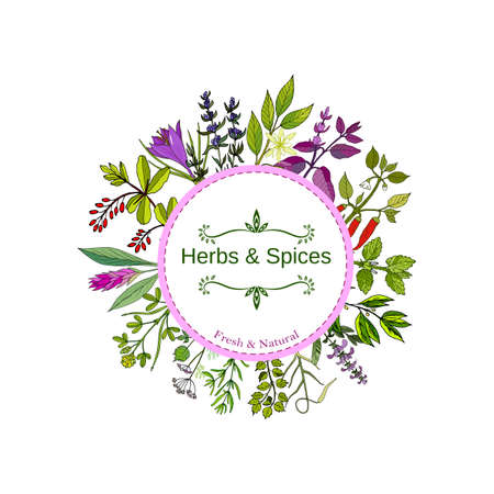Culinary herbs and spices. Hand drawn set. Vector illustration.のイラスト素材
