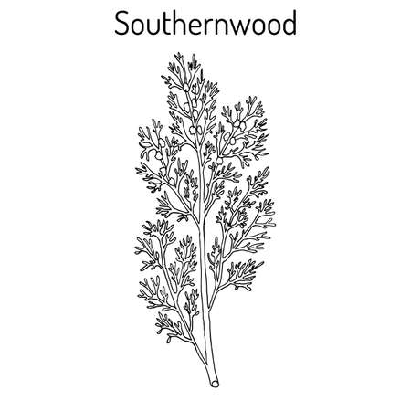Southernwood artemisia abrotanum , or lad's love, southern wormwood, medicinal plant. Hand drawn botanical vector illustrationのイラスト素材