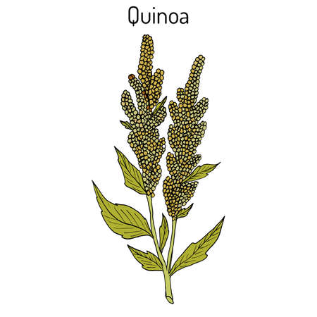 Quinoa Chenopodium quinoa superfood, healthy plant. Hand drawn botanical vector illustrationのイラスト素材