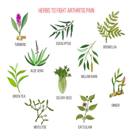 Herbs to fight arthritis pain turmeric, eucalyptus, boswellia, aloe vera, willow, celery, tea, mistletoe ginger cat claw Hand drawn botanical vector illustrationのイラスト素材