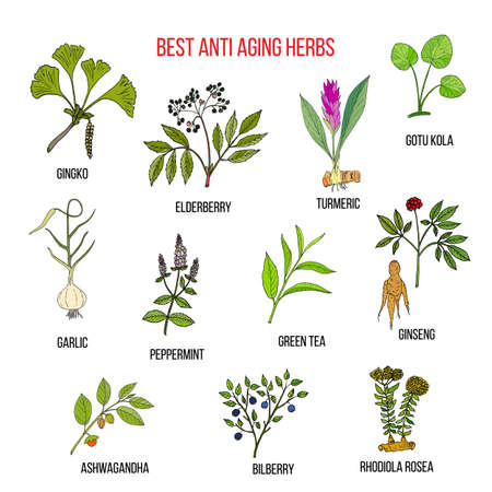 Collection of anti-aging herbs. Hand drawn botanical vector illustrationのイラスト素材