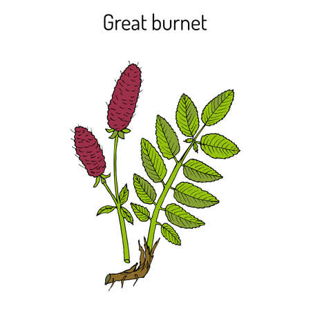 Great burnet Sanguisorba officinalis , medicinal plantのイラスト素材