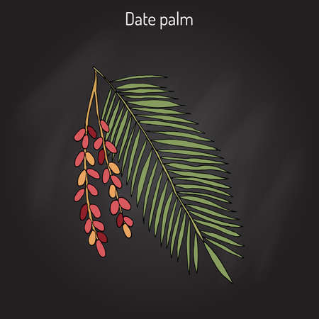 Date palm Phoenix dactyliferaのイラスト素材