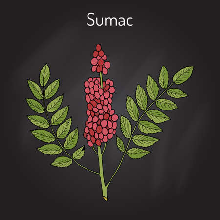 Sicilian sumac Rhus glabra branch with leaves and berries
