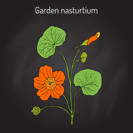 Garden nasturtium Tropaeolum majus , or Indian, or monks cress. Ornamental and medicinal plant.のイラスト素材