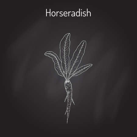 Horseradish Cochlearia armoracia - vegetable, medicinal plant.のイラスト素材
