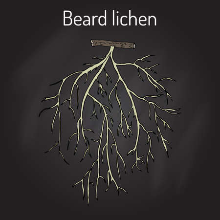 Beard lichen Usnea barbata , or tree moss. Hand drawn botanical vector illustrationのイラスト素材