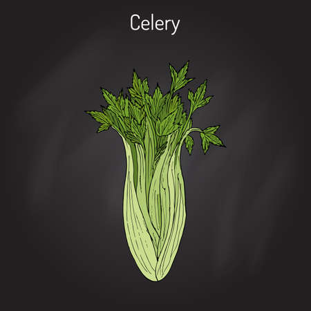 Celery Apium graveolens , vegetable plantのイラスト素材