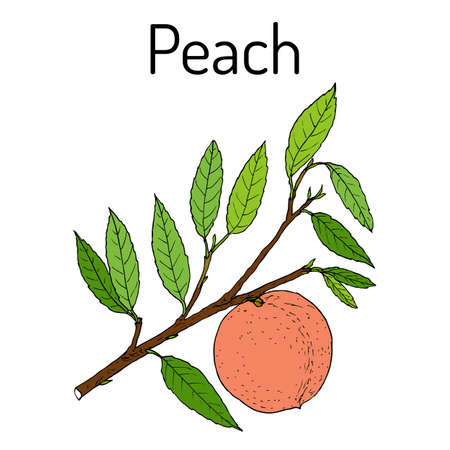 Peach branch Prunus persica , edible juicy fruit.のイラスト素材