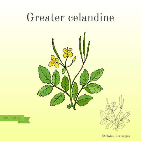 Medicinal herb greater celandineのイラスト素材