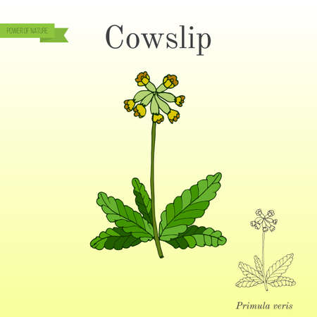 Primula veris common cowslip, medicinal plant vector illustration.のイラスト素材