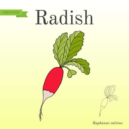Radishes with leaves, vegetable collectionのイラスト素材