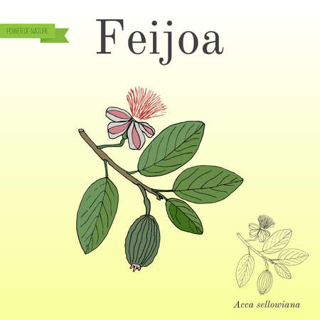 Feijoa Acca sellowiana , or pineapple guava and guavasteen, fruit plantのイラスト素材